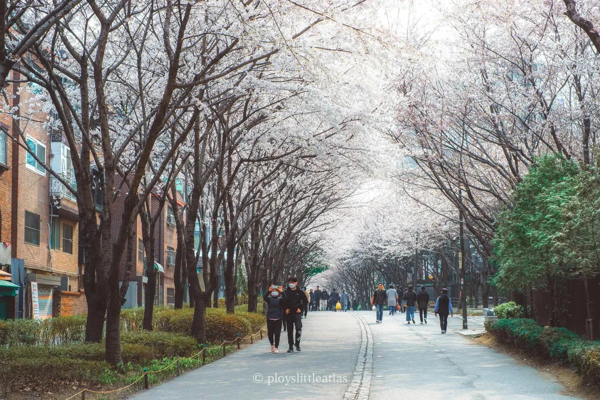 Gyeongui Line Forest Park — urban cherry blossoms meets hipster cafes