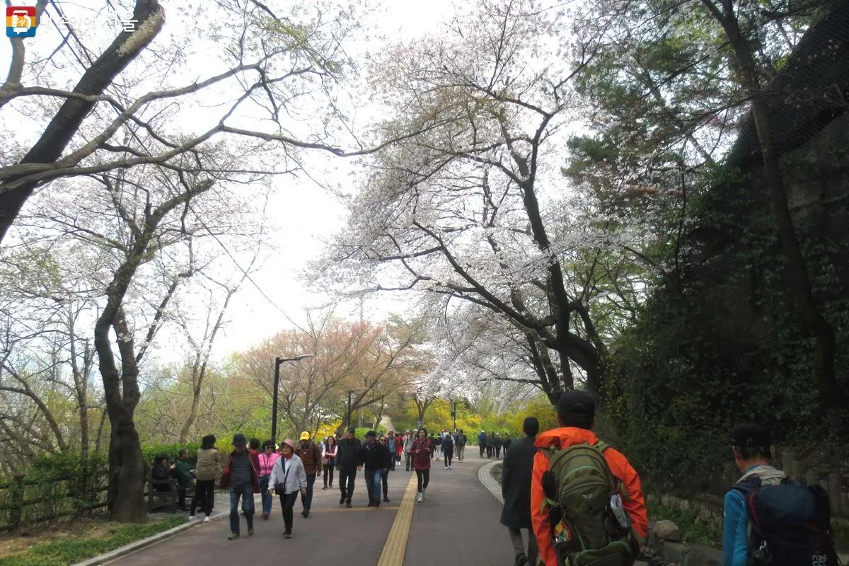 Cherry blossom tunnel at Namsan Park