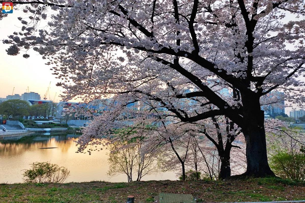 Cherry blossoms at Olympic Park
