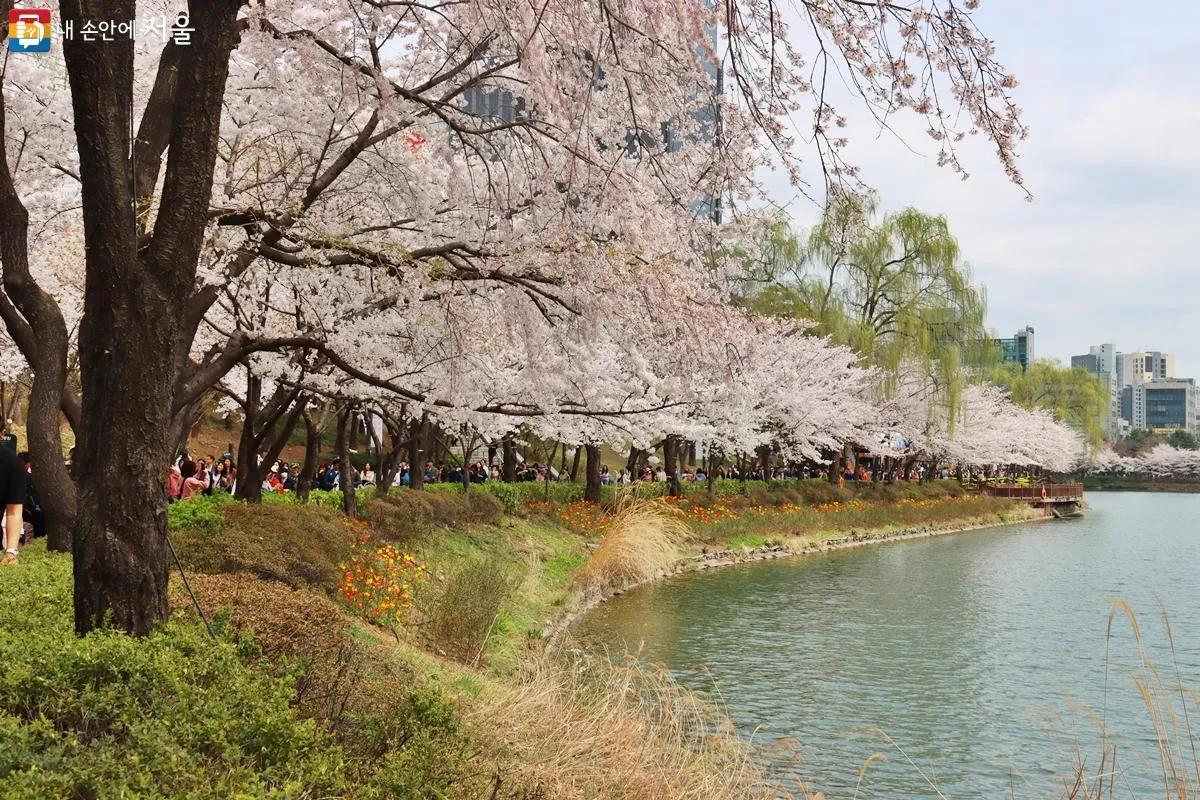 Cherry blossoms at Seokchon Lake with Lotte World Tower