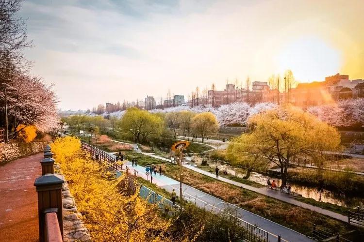 Yangjaecheon Stream — lanterns reflecting under cherry blossom tunnels