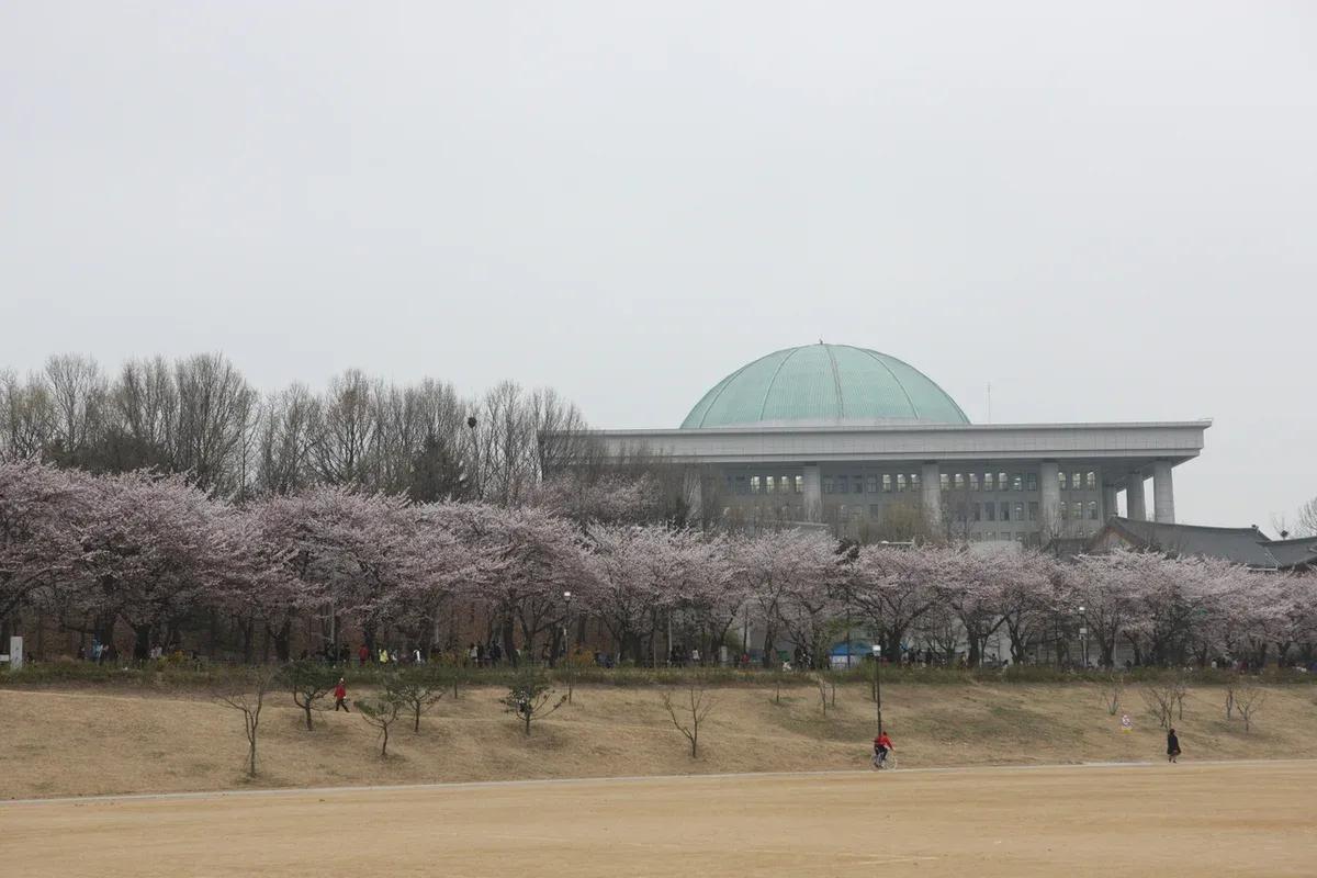 Yeouido cherry blossom tunnel
